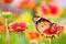 Natural Wellness Review avatar