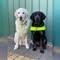 Henry & Zeke RSB Guide Dog avatar